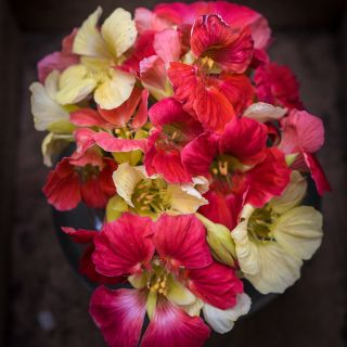 Tip Top Rose Nasturtium flowers on a dark background.