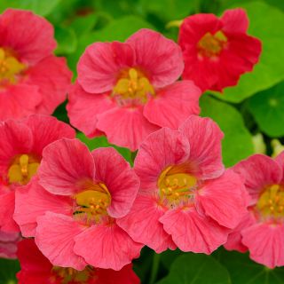 Tip Top Rose Nasturtium growing in the trial gardens at Baker Creek.