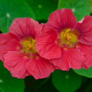 Tip Top Rose Nasturtium growing in the trial gardens at Baker Creek.