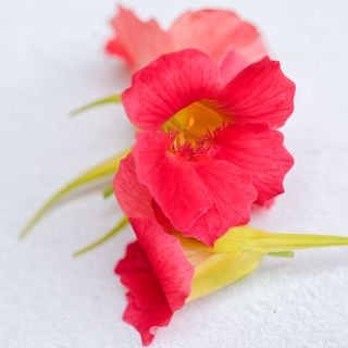 Tip Top Rose Nasturtium flowers on a light background.