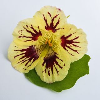 Orchid Cream Nasturtium on leaf.