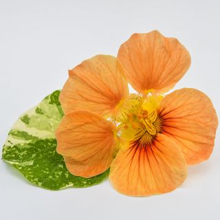 Tip Top Alaska Salmon Nasturtium on white background.