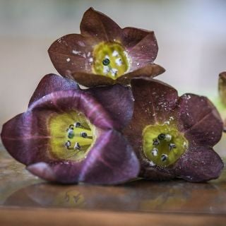 Bronze Queen Nicotiana blooms on a copper background.