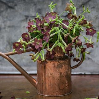Arrangement of Bronze Queen Nicotiana stems in an old copper watering can.