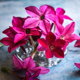 Close-up of Crimson Bedder Nicotiana flowers. against a dark background.