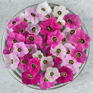 Close-up of Marshmallow Nicotiana flowers in varying shades of pink and white.