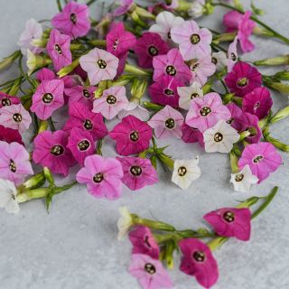 Marshmallow Nicotiana blooms showing different colored blooms on one stem.
