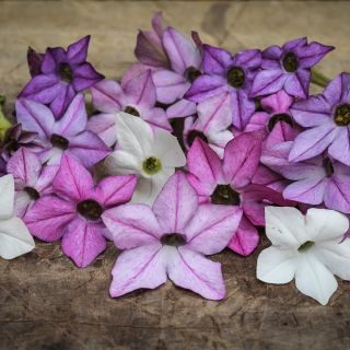 Close-up view of multi-colored Scentsation Mix Nicotiana blooms on wood.