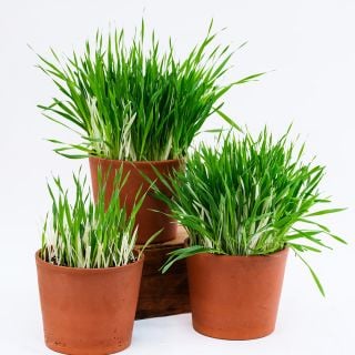 Three terra cotta pots with Variegated Cat Grass Barley on a light background.