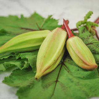 Alabama Red Okra pods.
