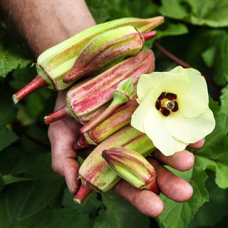 Alabama Red Okra fresh picked with flower.