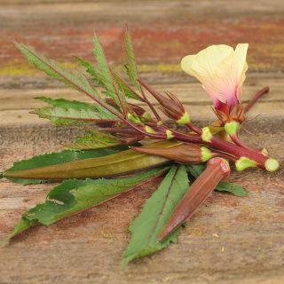 Burgundy Okra with flower.