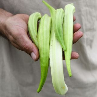 Burmese Okra fresh from garden