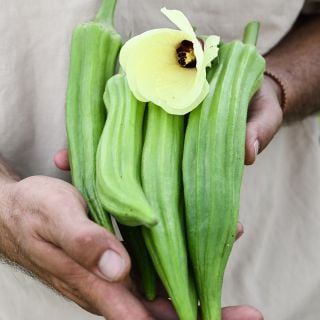 Large Clemson Spineless Okra pods with bloomed flower.