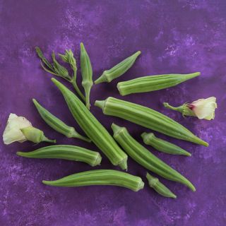 Clemson Spineless Okra with bloomed flowers on purple background.