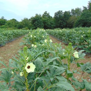 Heavy Hitter Okra growing in field, image courtesy Ron Cook.