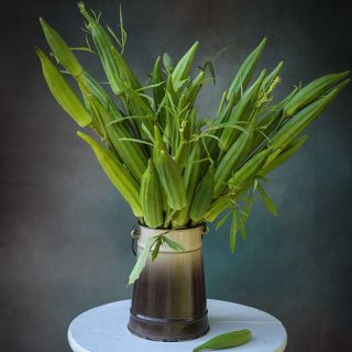 Heavy Hitter Okra pods in ombre container.