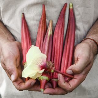 Jing Orange Okra Pods and flower.