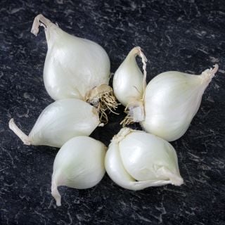 A close-up of Shirley Hammond Multiplier Onion Bulbs on a black slate background.