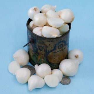 Shirley Hammond Multiplier Onion Bulbs in a small vintage container with coins on bright blue background.