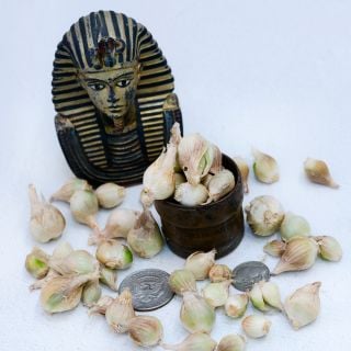 White Egyptian Walking Onion bulbils with a King Tut bust and coins to show size.