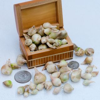 White Egyptian Walking Onion bulbils in a wooden box with coins to show size.