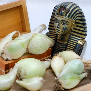 A close-up of White Egyptian Walking Onion bulbs with a King Tut bust and wooden box.