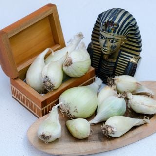 An elevated view of White Egyptian Walking Onion bulbs on a wooden cutting board with a King Tut bust.