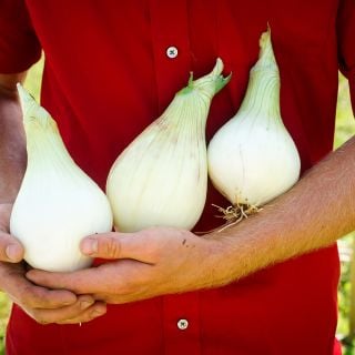 Trio of cleaned Ailsa Craig Onion bulbs.