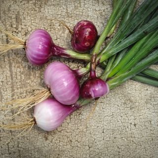 Flat of Italy Onion on textured background showing purple bulbs.