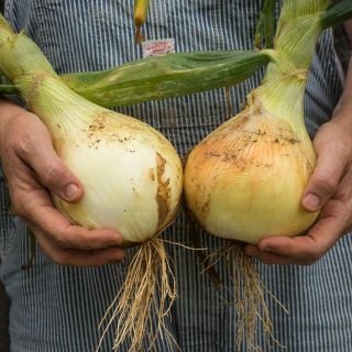 Duo Ailsa Craig Onion bulbs freshly pulled from garden.