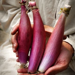 Red of Florence Onions being held by gardener.