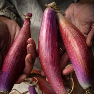 Red of Florence Onions showing red and purple skins.