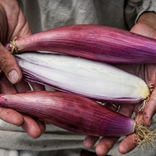 Red of Florence Onions being held by gardener.