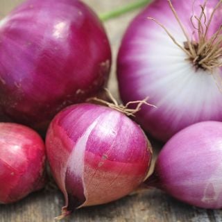 Round Tropea Onion close-up
