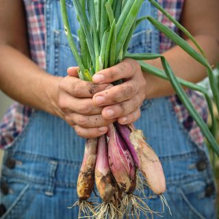 Zebrune Shallots pulled fresh from garden.