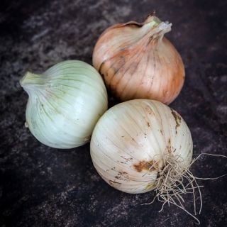 Texas Early Grano Onions on dark background.