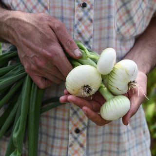 Unzen Early Flat Onions