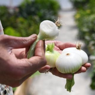 Unzen Early Flat Onion with bite taken out.