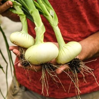 Unzen Early Flat Onion bulb freshly pulled from garden.