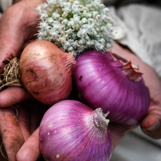 Violet De Galmi Onion heads close-up