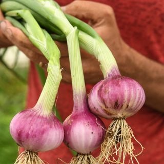 Violet De Galmi Onions freshly pulled from garden.