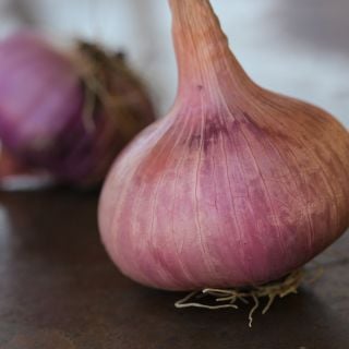 Violet De Galmi Onion  close-up