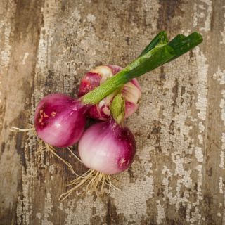 Violet De Galmi Onions on wooden counter.