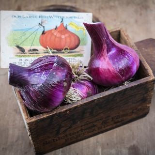 Wethersfield Onions in wooden box.