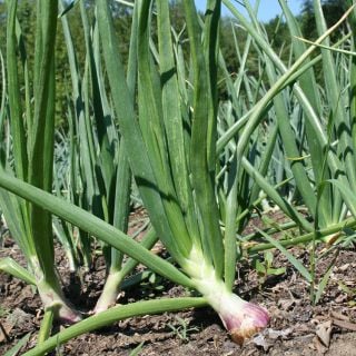 Wethersfield Onions growing in field.