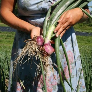Wethersfield Onion fresh from garden.