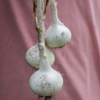 White Creole Onions freshly pulled from garden.