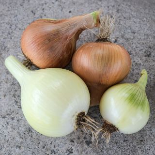 Yellow of Parma Onions on marble countertop.