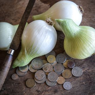 Yellow Sweet Spanish Onions with coins for size reference.